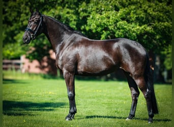 Koń westfalski, Klacz, 4 lat, 168 cm, Skarogniada