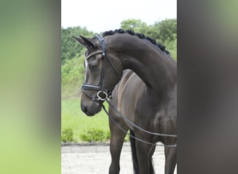 Koń westfalski, Klacz, 4 lat, 169 cm, Ciemnogniada
