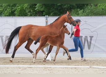 Koń westfalski, Klacz, 4 lat, 169 cm, Gniada