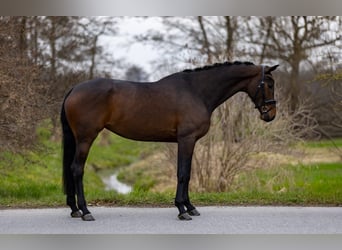 Koń westfalski, Klacz, 4 lat, 169 cm, Gniada