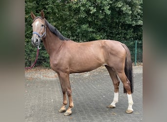 Koń westfalski, Klacz, 4 lat, 169 cm, Kasztanowata