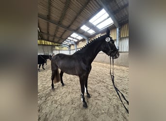 Koń westfalski, Klacz, 4 lat, 169 cm, Siwa jabłkowita