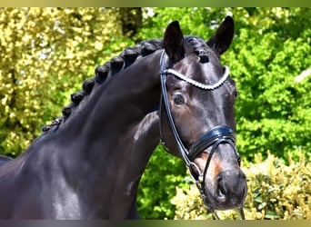 Koń westfalski, Klacz, 4 lat, 170 cm, Ciemnogniada