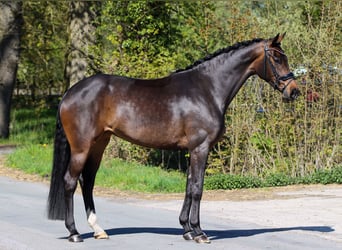 Koń westfalski, Klacz, 4 lat, 170 cm, Ciemnogniada