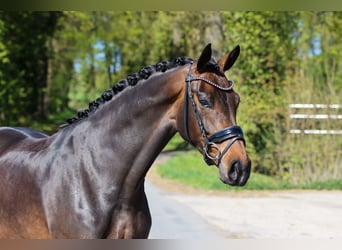 Koń westfalski, Klacz, 4 lat, 170 cm, Ciemnogniada