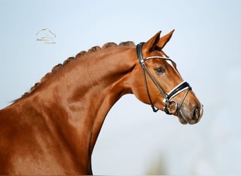 Koń westfalski, Klacz, 4 lat, 170 cm, Ciemnokasztanowata