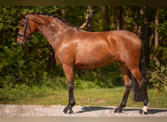 Koń westfalski, Klacz, 4 lat, 170 cm, Gniada