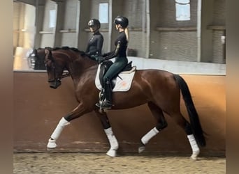 Koń westfalski, Klacz, 4 lat, 170 cm, Gniada