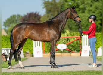 Koń westfalski, Klacz, 4 lat, 170 cm, Gniada
