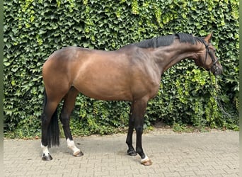 Koń westfalski, Klacz, 4 lat, 170 cm, Gniada