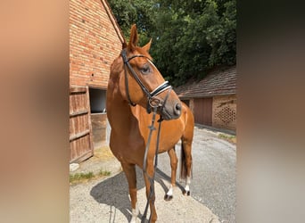 Koń westfalski, Klacz, 4 lat, 170 cm, Kasztanowata