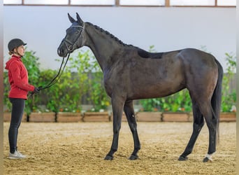 Koń westfalski, Klacz, 4 lat, 170 cm, Skarogniada