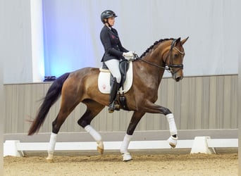 Koń westfalski, Klacz, 4 lat, 171 cm, Ciemnogniada