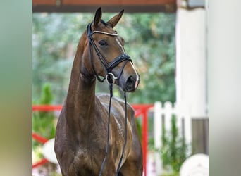 Koń westfalski, Klacz, 4 lat, 171 cm, Ciemnogniada