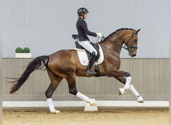 Koń westfalski, Klacz, 4 lat, 171 cm, Ciemnogniada