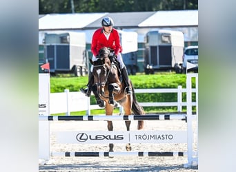 Koń westfalski, Klacz, 4 lat, 171 cm, Gniada