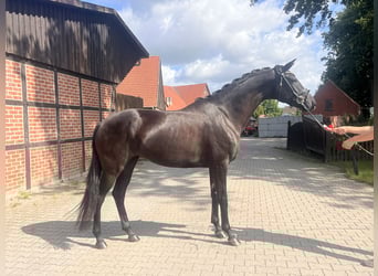 Koń westfalski, Klacz, 4 lat, 171 cm, Kara