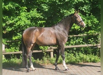 Koń westfalski, Klacz, 4 lat, 172 cm, Ciemnogniada