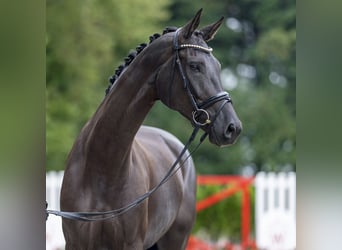 Koń westfalski, Klacz, 4 lat, 172 cm, Kara