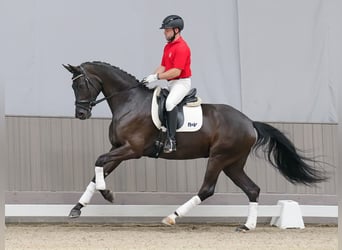 Koń westfalski, Klacz, 4 lat, 172 cm, Kara