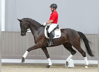 Koń westfalski, Klacz, 4 lat, 172 cm, Kara