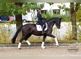 Koń westfalski, Klacz, 4 lat, 172 cm, Kara
