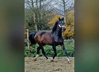 Koń westfalski, Klacz, 4 lat, 173 cm, Ciemnogniada