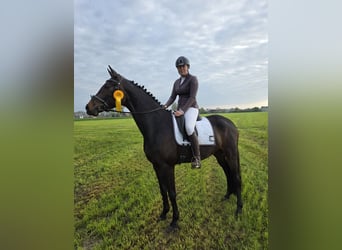 Koń westfalski, Klacz, 4 lat, 173 cm, Ciemnogniada