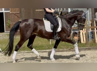 Koń westfalski, Klacz, 4 lat, 173 cm, Ciemnogniada