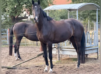 Koń westfalski, Klacz, 4 lat, 173 cm, Ciemnogniada
