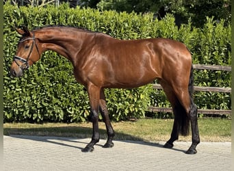 Koń westfalski, Klacz, 4 lat, 173 cm, Gniada