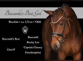 Koń westfalski, Klacz, 4 lat, 173 cm, Gniada