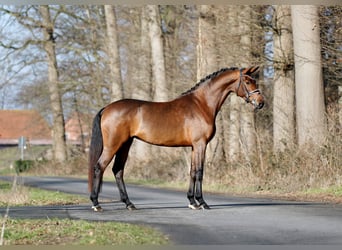 Koń westfalski, Klacz, 4 lat, 173 cm, Gniada