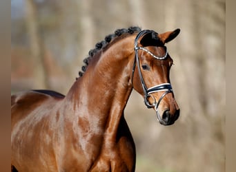 Koń westfalski, Klacz, 4 lat, 173 cm, Gniada