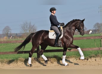 Koń westfalski, Klacz, 4 lat, 173 cm, Kara