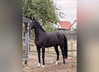 Koń westfalski, Klacz, 4 lat, 173 cm, Skarogniada