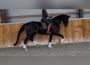 Koń westfalski, Klacz, 4 lat, 173 cm, Skarogniada