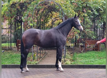 Koń westfalski, Klacz, 4 lat, 175 cm, Ciemnogniada