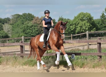 Koń westfalski, Klacz, 4 lat, 175 cm, Kasztanowata