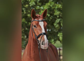 Koń westfalski, Klacz, 4 lat, 175 cm, Kasztanowata