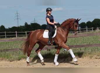 Koń westfalski, Klacz, 4 lat, 175 cm, Kasztanowata