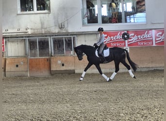 Koń westfalski, Klacz, 4 lat, 175 cm, Skarogniada