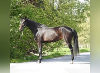 Koń westfalski, Klacz, 4 lat, 176 cm, Ciemnogniada