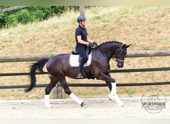 Koń westfalski, Klacz, 4 lat, 177 cm, Kara