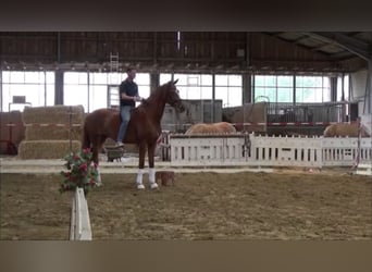 Koń westfalski, Klacz, 4 lat, 179 cm, Kasztanowata