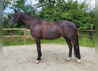 Koń westfalski, Klacz, 4 lat, 180 cm, Kara