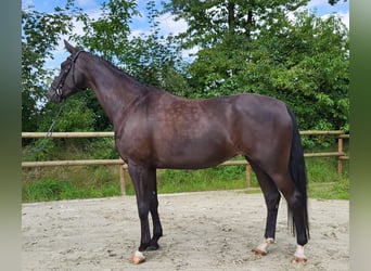 Koń westfalski, Klacz, 4 lat, 180 cm, Kara
