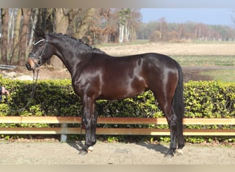 Koń westfalski, Klacz, 5 lat, 156 cm, Ciemnogniada