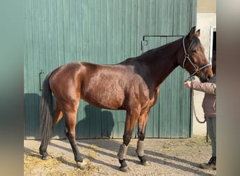 Koń westfalski, Klacz, 5 lat, 157 cm, Gniada