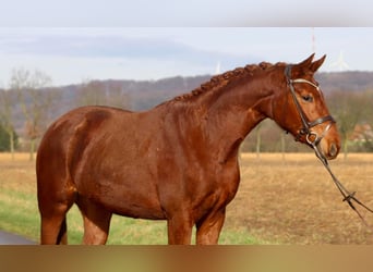 Koń westfalski, Klacz, 5 lat, 160 cm, Kasztanowata